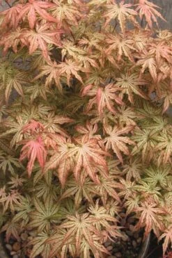 Peaches And Cream Japanese Maple - 3 Gallon Pot 14 Peaches And Cream Japanese Maple - 3 Gallon Pot -Garden Plants Shop Japanese Maple Peaches And Cream 8 1