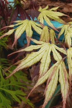 Peaches And Cream Japanese Maple - 5 Gallon Pot -Garden Plants Shop Japanese Maple Peaches And Cream 9 2