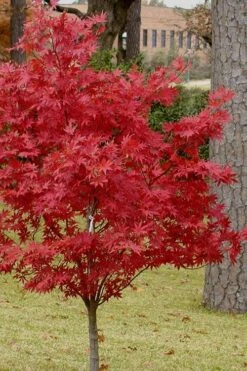 Pixie Dwarf Red Japanese Maple - 1 Gallon Pot -Garden Plants Shop Japanese Maple Pixie Dwarf 10