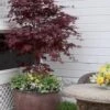 Pixie Dwarf Red Japanese Maple - 1 Gallon Pot -Garden Plants Shop Japanese Maple Pixie Dwarf 5