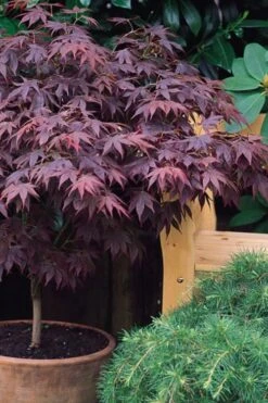 Pixie Dwarf Red Japanese Maple - 1 Gallon Pot -Garden Plants Shop Japanese Maple Pixie Dwarf 6