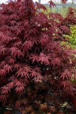 Pixie Dwarf Red Japanese Maple - 3 Gallon Pot 11 Pixie Dwarf Red Japanese Maple - 3 Gallon Pot -Garden Plants Shop Japanese Maple Pixie Dwarf 9 1