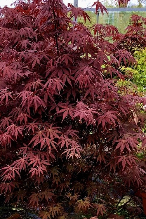 Pixie Dwarf Red Japanese Maple - 3 Gallon Pot 6 Pixie Dwarf Red Japanese Maple - 3 Gallon Pot - Image 4