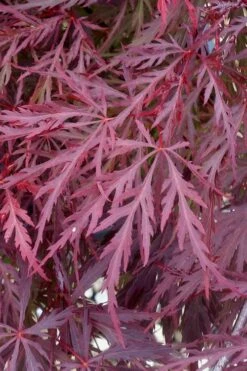 Red Dragon Dwarf Japanese Maple - 2 Gallon Pot -Garden Plants Shop Japanese Maple Red Dragon 11 1