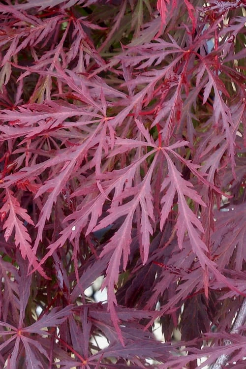 Red Dragon Dwarf Japanese Maple - 3 Gallon Pot 8 Red Dragon Dwarf Japanese Maple - 3 Gallon Pot - Image 6