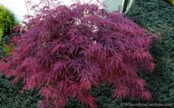 Red Dragon Dwarf Japanese Maple - 2 Gallon Pot -Garden Plants Shop Japanese Maple Red Dragon 21 1