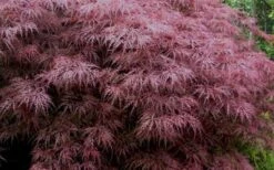 Red Dragon Dwarf Japanese Maple - 2 Gallon Pot -Garden Plants Shop Japanese Maple Red Dragon 3 1