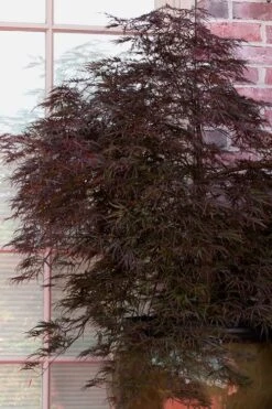 Red Select Laceleaf Japanese Maple - 3 Gallon Pot -Garden Plants Shop Japanese Maple Red Select 2