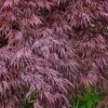 Red Select Laceleaf Japanese Maple - 1 Gallon Pot -Garden Plants Shop Japanese Maple Red Select 3 1