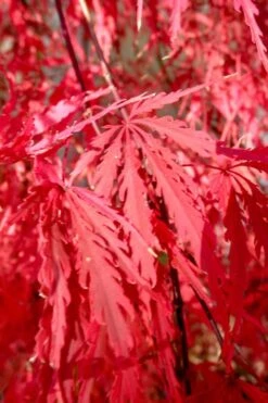 Red Select Laceleaf Japanese Maple - 3 Gallon Pot -Garden Plants Shop Japanese Maple Red Select 4
