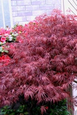 Red Select Laceleaf Japanese Maple - 1 Gallon Pot -Garden Plants Shop Japanese Maple Red Select 5 1