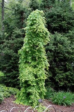 Ryusen Weeping Japanese Maple - 3 Gallon Pot 16 Ryusen Weeping Japanese Maple - 3 Gallon Pot -Garden Plants Shop Japanese Maple Ryusen 1