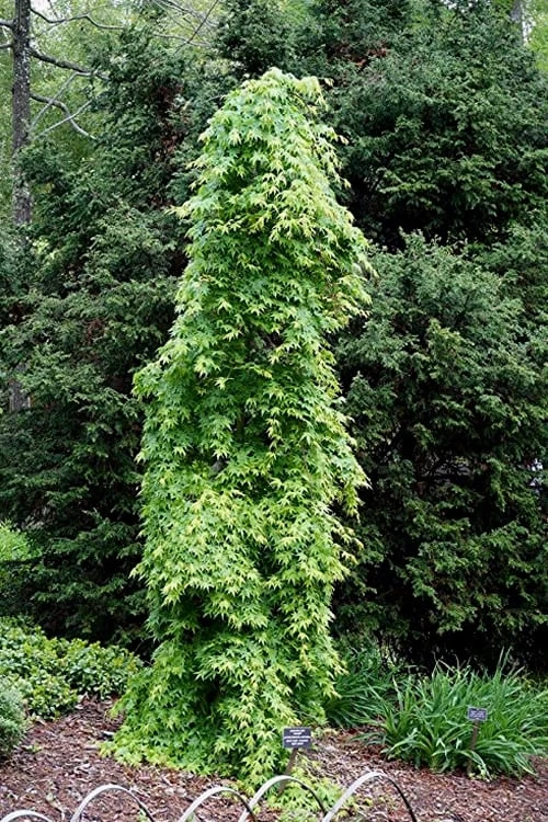 Ryusen Weeping Japanese Maple - 3 Gallon Pot 9 Ryusen Weeping Japanese Maple - 3 Gallon Pot - Image 7