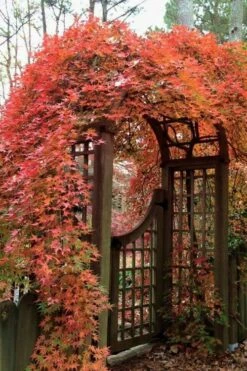 Ryusen Weeping Japanese Maple - 3 Gallon Pot 13 Ryusen Weeping Japanese Maple - 3 Gallon Pot -Garden Plants Shop Japanese Maple Ryusen 2