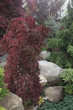 Ryusen Weeping Japanese Maple - 3 Gallon Pot 14 Ryusen Weeping Japanese Maple - 3 Gallon Pot -Garden Plants Shop Japanese Maple Ryusen 5