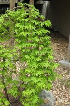 Ryusen Weeping Japanese Maple - 3 Gallon Pot 15 Ryusen Weeping Japanese Maple - 3 Gallon Pot -Garden Plants Shop Japanese Maple Ryusen 6