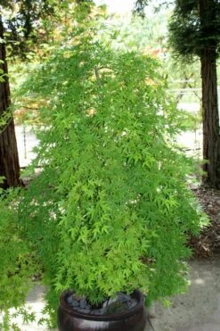 Ryusen Weeping Japanese Maple - 3 Gallon Pot 17 Ryusen Weeping Japanese Maple - 3 Gallon Pot -Garden Plants Shop Japanese Maple Ryusen 8