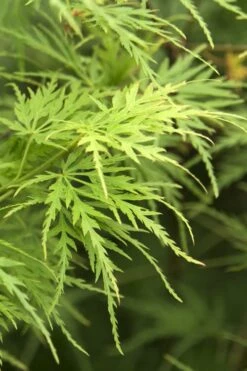 Seiryu Japanese Maple - 5 Gallon Pot -Garden Plants Shop Japanese Maple Seiryu 22 1