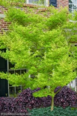 Seiryu Japanese Maple - 3 Gallon Pot 15 Seiryu Japanese Maple - 3 Gallon Pot -Garden Plants Shop Japanese Maple Seiryu 23