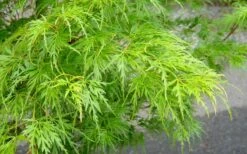 Seiryu Japanese Maple - 5 Gallon Pot -Garden Plants Shop Japanese Maple Seiryu Spring Color 1