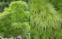 Seiryu Japanese Maple - 5 Gallon Pot -Garden Plants Shop Japanese Maple Seiryu Summer Color 1