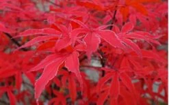 Shirazz Japanese Maple - 5 Gallon Pot (2-3') -Garden Plants Shop Japanese Maple Shirazz 10 1