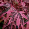 Shirazz Japanese Maple - 1 Gallon Pot -Garden Plants Shop Japanese Maple Shirazz 12 2