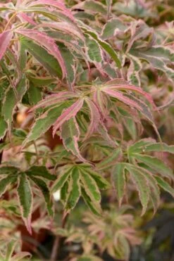 Shirazz Japanese Maple - 2 Gallon Pot -Garden Plants Shop Japanese Maple Shirazz 13