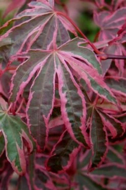 Shirazz Japanese Maple - 1 Gallon Pot -Garden Plants Shop Japanese Maple Shirazz 6 2