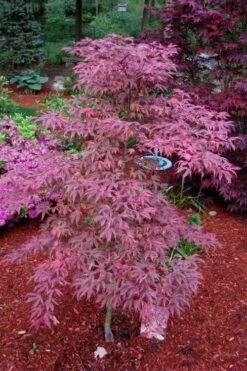 Shirazz Japanese Maple - 1 Gallon Pot -Garden Plants Shop Japanese Maple Shirazz 7 2