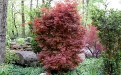 Skeeter's Broom Japanese Maple - 3 Gallon Pot 12 Skeeter's Broom Japanese Maple - 3 Gallon Pot -Garden Plants Shop Japanese Maple Skeeters Broom