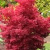 Skeeter's Broom Japanese Maple - 3 Gallon Pot 1 Skeeter's Broom Japanese Maple - 3 Gallon Pot -Garden Plants Shop Japanese Maple Skeeters Broom 500x750 1