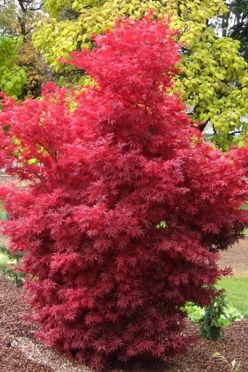 Skeeter's Broom Japanese Maple - 3 Gallon Pot 3 Skeeter's Broom Japanese Maple - 3 Gallon Pot