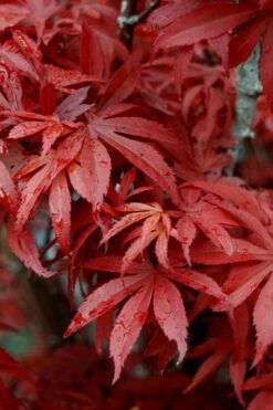 Skeeter's Broom Japanese Maple - 3 Gallon Pot 13 Skeeter's Broom Japanese Maple - 3 Gallon Pot -Garden Plants Shop Japanese Maple Skeeters Broom 6