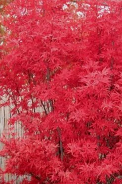 Skeeter's Broom Japanese Maple - 3 Gallon Pot 15 Skeeter's Broom Japanese Maple - 3 Gallon Pot -Garden Plants Shop Japanese Maple Skeeters Broom 7