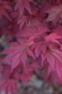 Skeeter's Broom Japanese Maple - 3 Gallon Pot 14 Skeeter's Broom Japanese Maple - 3 Gallon Pot -Garden Plants Shop Japanese Maple Skeeters Broom 8