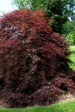 Tamukeyama Dwarf Red Japanese Maple - 1 Gallon Pot - High Grafted Tree Form -Garden Plants Shop Japanese Maple Tamukeyama 10