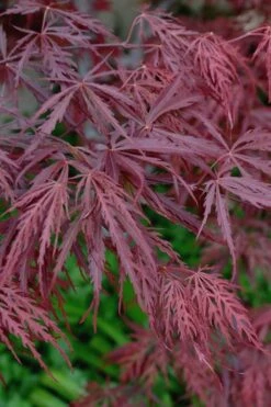 Tamukeyama Dwarf Red Japanese Maple - 1 Gallon Pot - High Grafted Tree Form -Garden Plants Shop Japanese Maple Tamukeyama 13