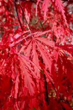 Tamukeyama Dwarf Red Japanese Maple - 1 Gallon Pot - High Grafted Tree Form -Garden Plants Shop Japanese Maple Tamukeyama 14