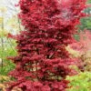 Twombly's Red Sentinel Japanese Maple - 1 Gallon Pot -Garden Plants Shop Japanese Maple Twombleys Red Sentinel 500x750 2