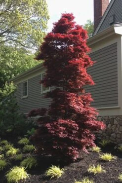 Twombly's Red Sentinel Japanese Maple - 3 Gallon Pot -Garden Plants Shop Japanese Maple Twomblys Red Sentinel 10