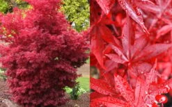 Twombly's Red Sentinel Japanese Maple - 3 Gallon Pot -Garden Plants Shop Japanese Maple Twomblys Red Sentinel Fall Color