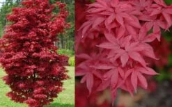 Twombly's Red Sentinel Japanese Maple - 3 Gallon Pot -Garden Plants Shop Japanese Maple Twomblys Red Sentinel Spring