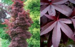 Twombly's Red Sentinel Japanese Maple - 3 Gallon Pot -Garden Plants Shop Japanese Maple Twomblys Red Sentinel Summer