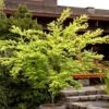 Ukon Japanese Maple (Aoyagi) - 3 Gallon Pot -Garden Plants Shop Japanese Maple Ukon 4 1