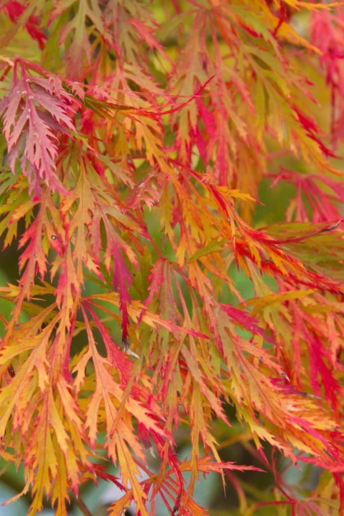 Viridis Dwarf Green Japanese Maple - 2 Gallon Pot 11 Viridis Dwarf Green Japanese Maple - 2 Gallon Pot - Image 9