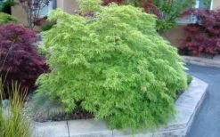 Viridis Dwarf Green Japanese Maple - 2 Gallon Pot 21 Viridis Dwarf Green Japanese Maple - 2 Gallon Pot -Garden Plants Shop Japanese Maple Viridis 17