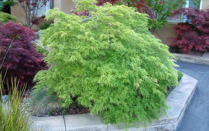Viridis Dwarf Green Japanese Maple - 2 Gallon Pot 12 Viridis Dwarf Green Japanese Maple - 2 Gallon Pot - Image 10