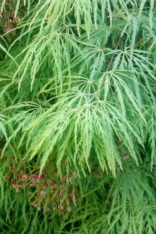 Viridis Dwarf Green Japanese Maple - 2 Gallon Pot 10 Viridis Dwarf Green Japanese Maple - 2 Gallon Pot - Image 8