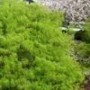 Viridis Dwarf Green Japanese Maple - 2 Gallon Pot -Garden Plants Shop Japanese Maple Viridis 21